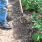 CobraHead® Long Handle Weeder & Cultivator Garden Tool
