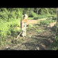 Long Handle Weeder & Cultivator Garden Tool