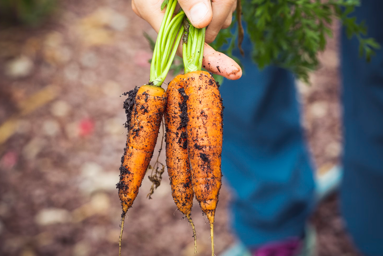 enjoying vegetable gardening